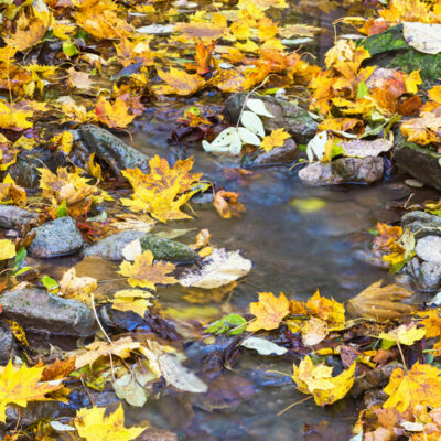Creek with autumn leaves